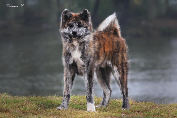 Собака Акита ину