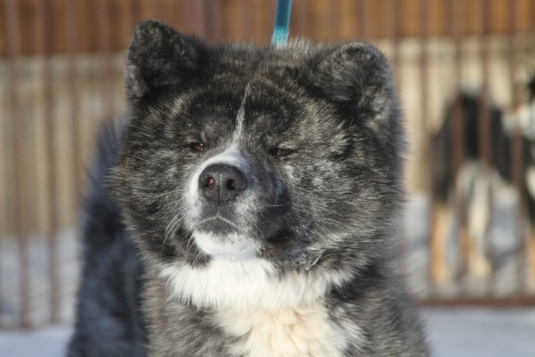 Акита-ину американская тигровая