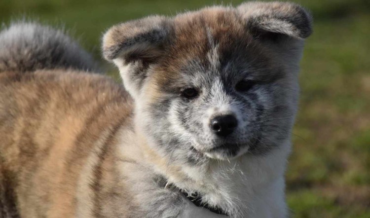 Акита ину серая морда