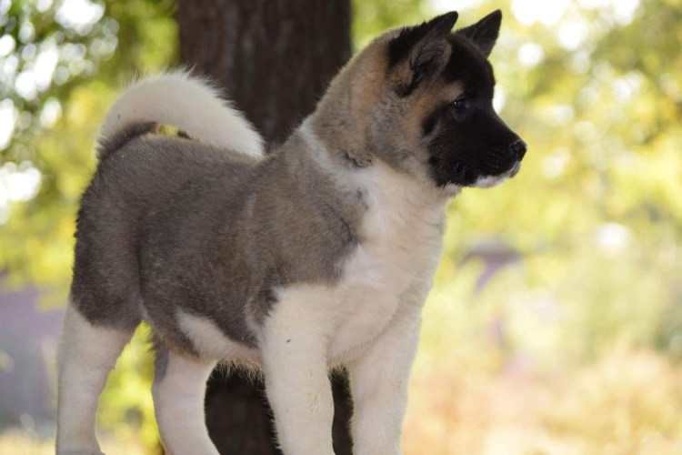 Акита ину Бриндл