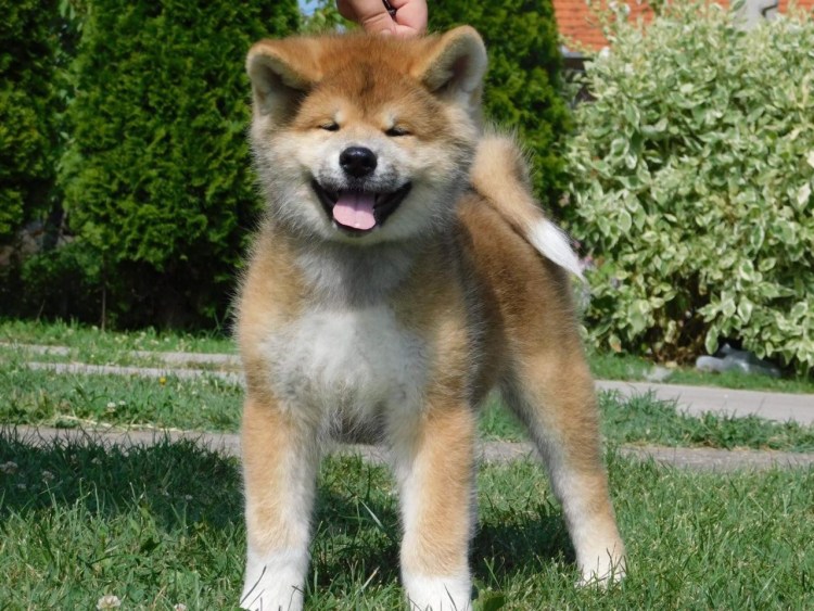 Акита ину рыже-палевый