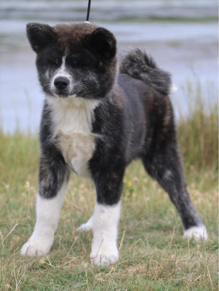 Акита Бриндл