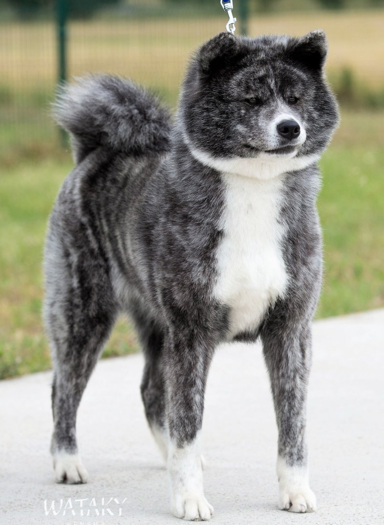 Японская Акита тигровая