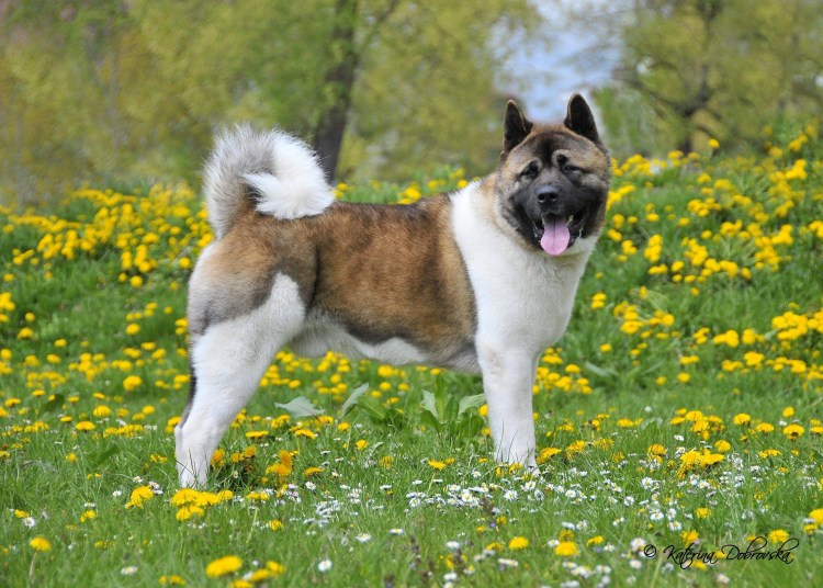 Akita Beauty)