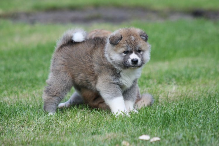 Акита-ину фото