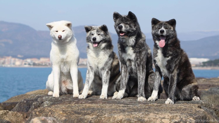 Акита ину щенок