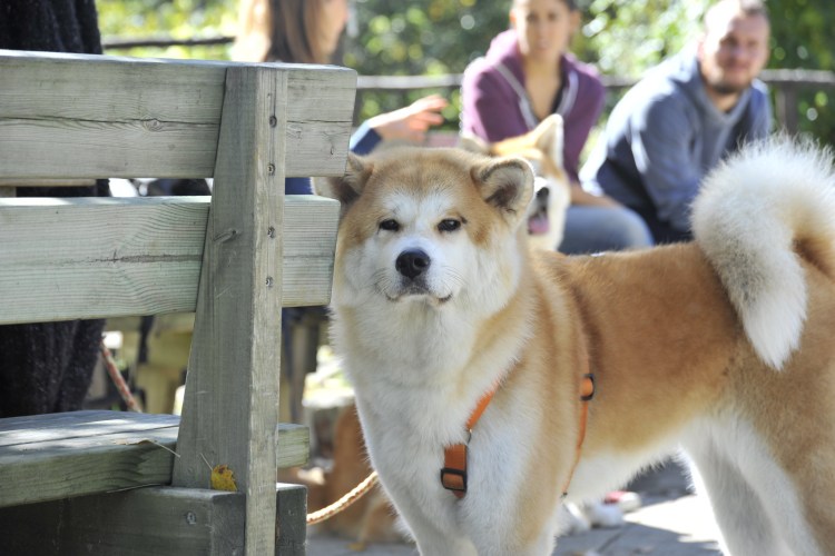 Японская тигровая Акита ину