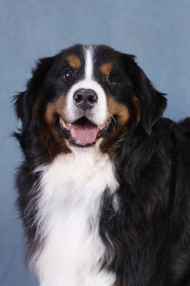 Фильм про собаку Барон