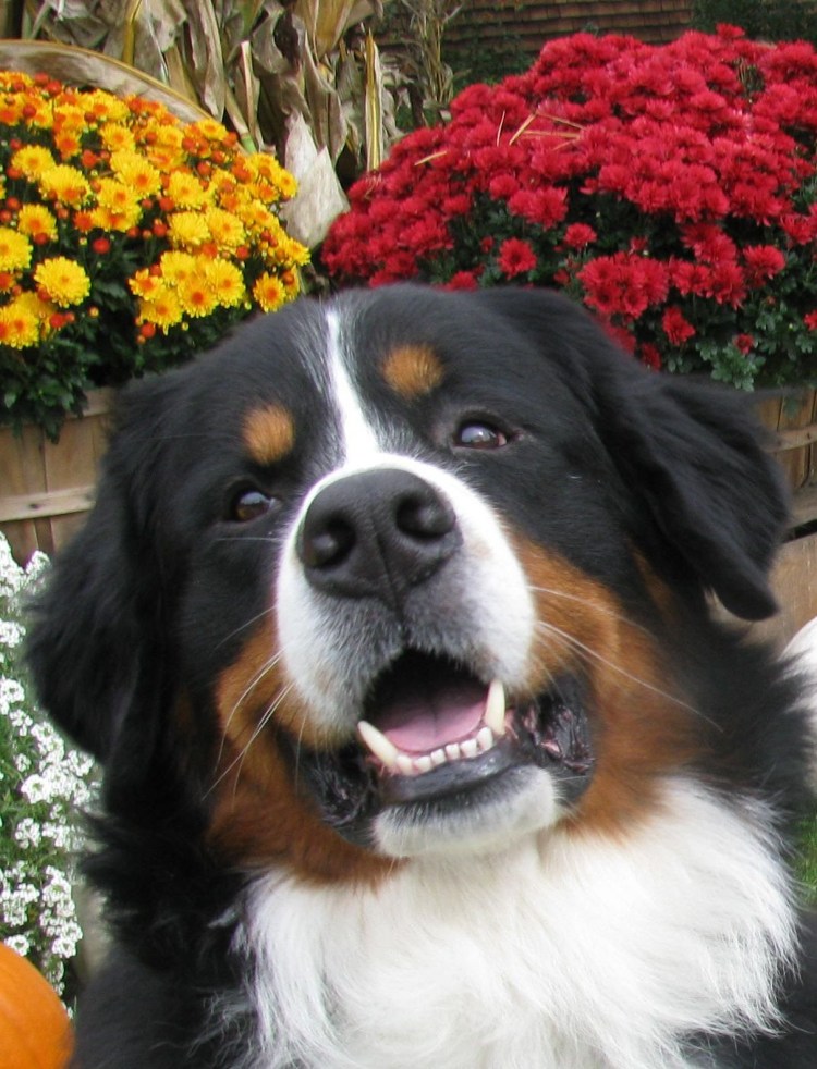 Бернский зенненхунд