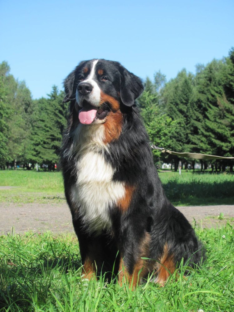 Бернский зенненхунд Барон
