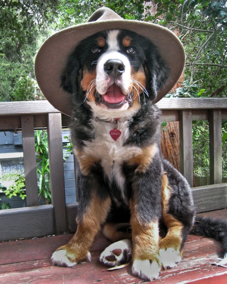 Барон счастливы вместе фото