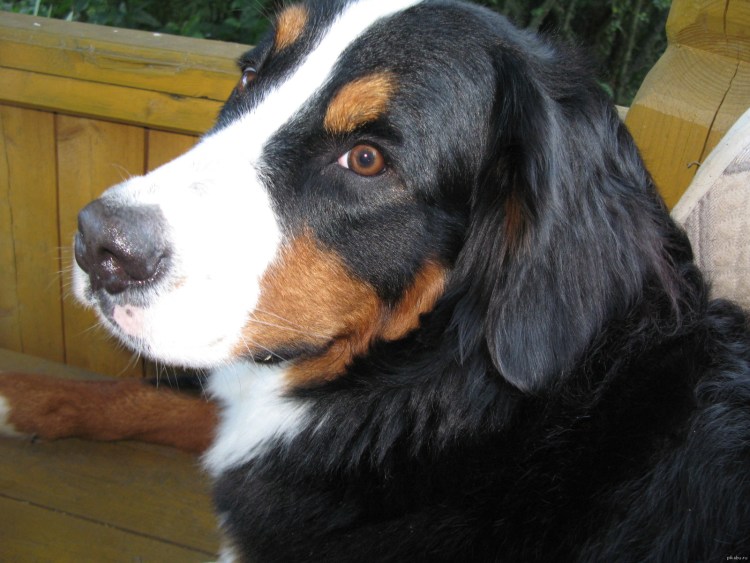 Бернский зенненхунд