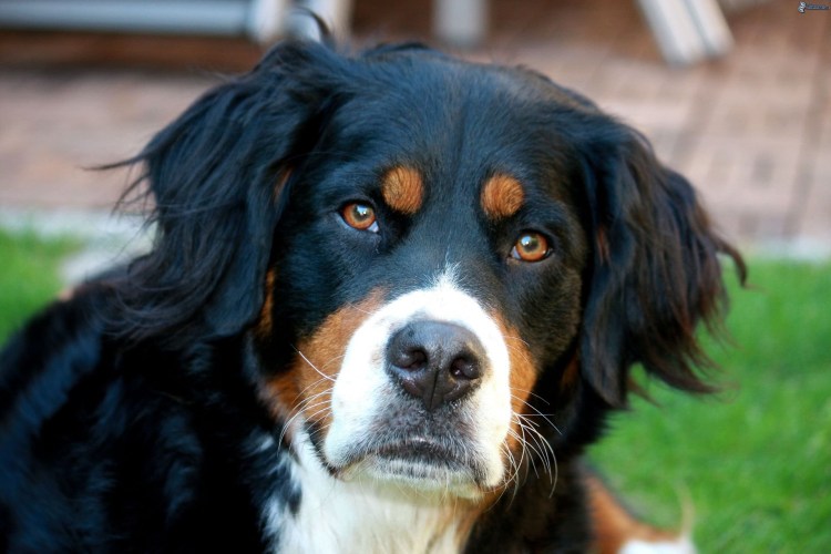 Зенненхунд Барон