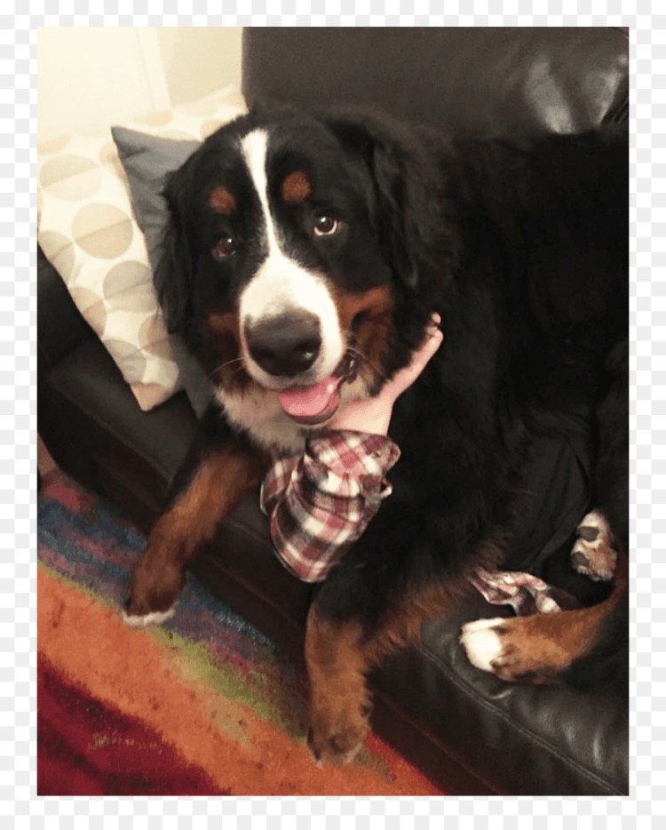 Бернский зенненхунд