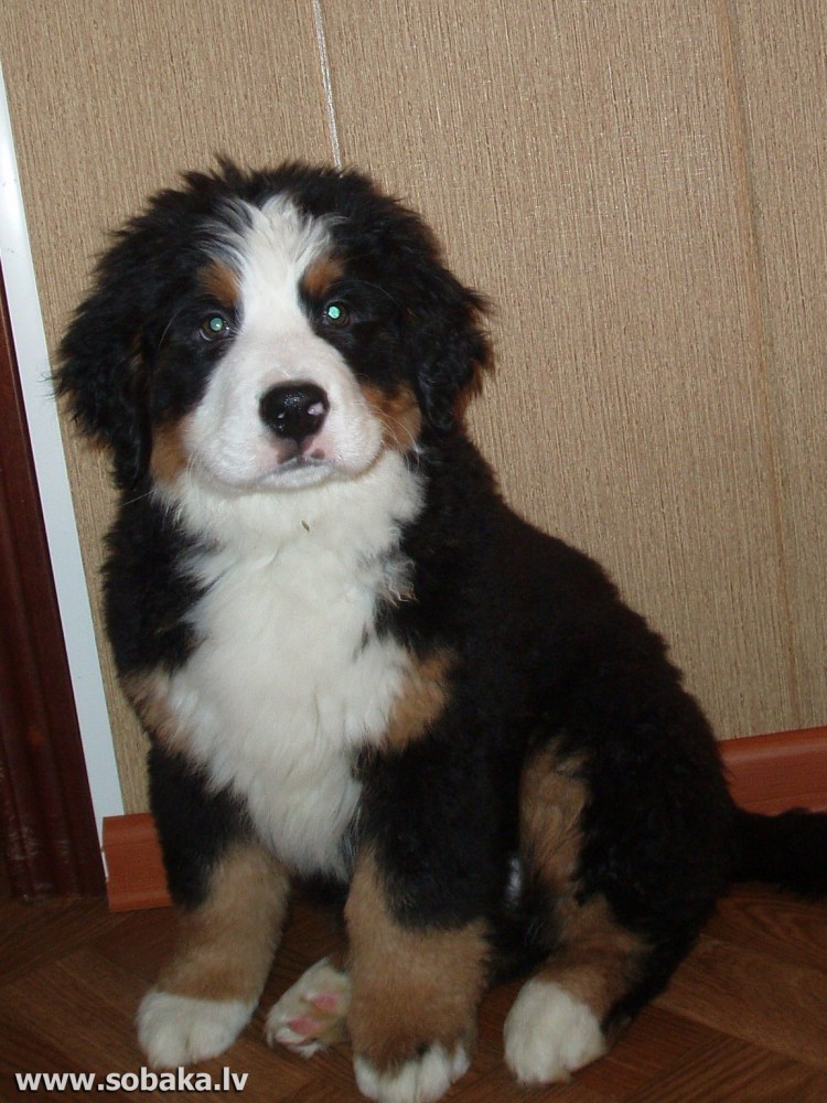 Бернский зенненхунд Барон