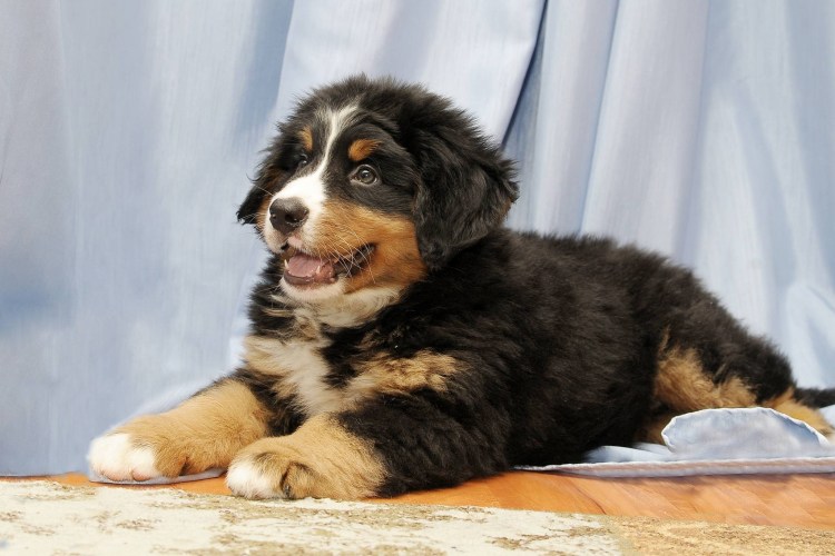 Бернский зенненхунд Байра