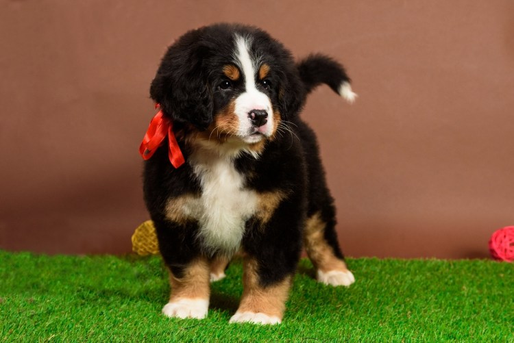 Барон букина кадры