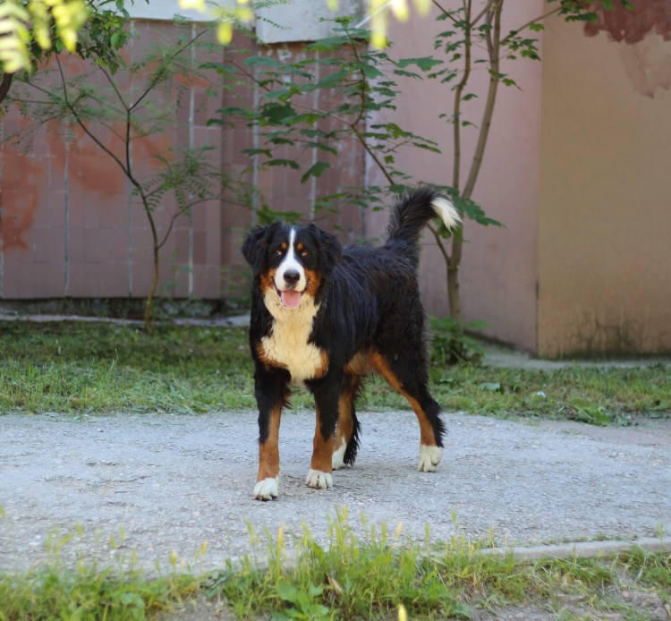 Барон счастливы вместе порода