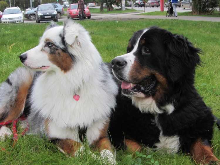 Бернский зенненхунд