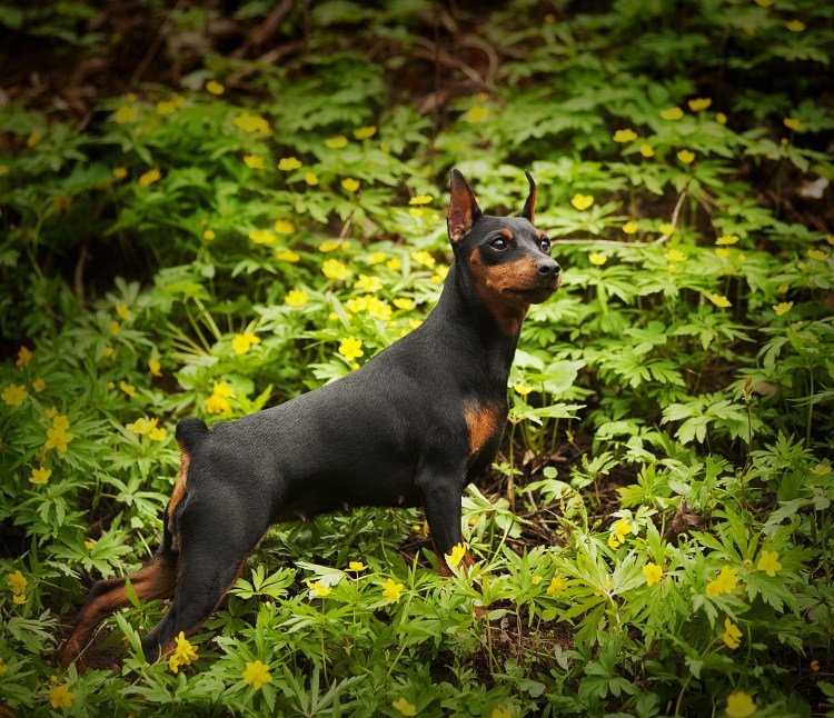 Карликовый пинчер Цвергпинчер
