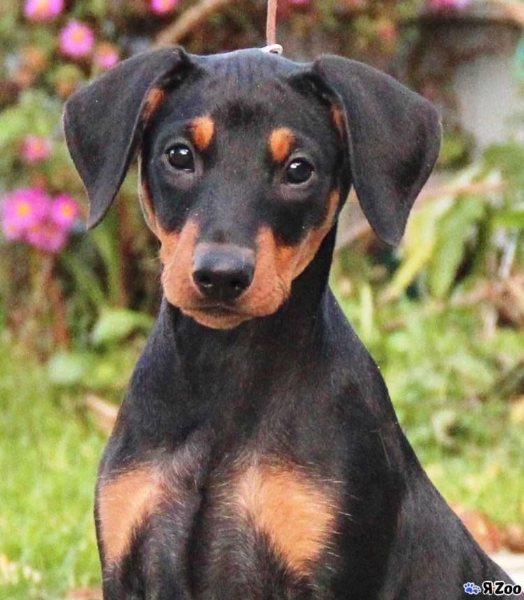 ДОГБЕРМАН пикчер карлик