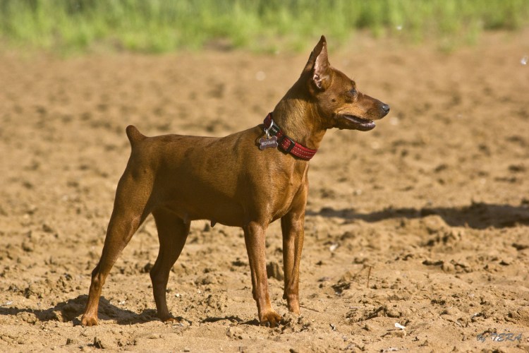 Доберман пикчер