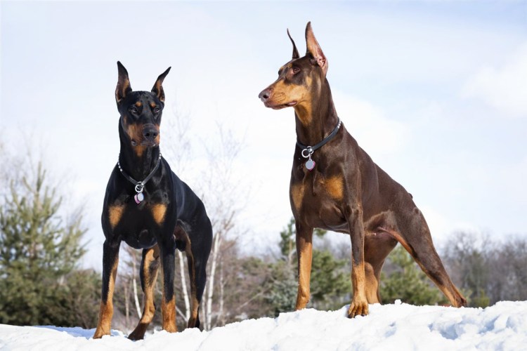 Карликовый пинчер