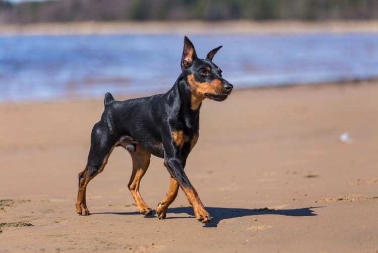 Цвингер пинчер карликовый