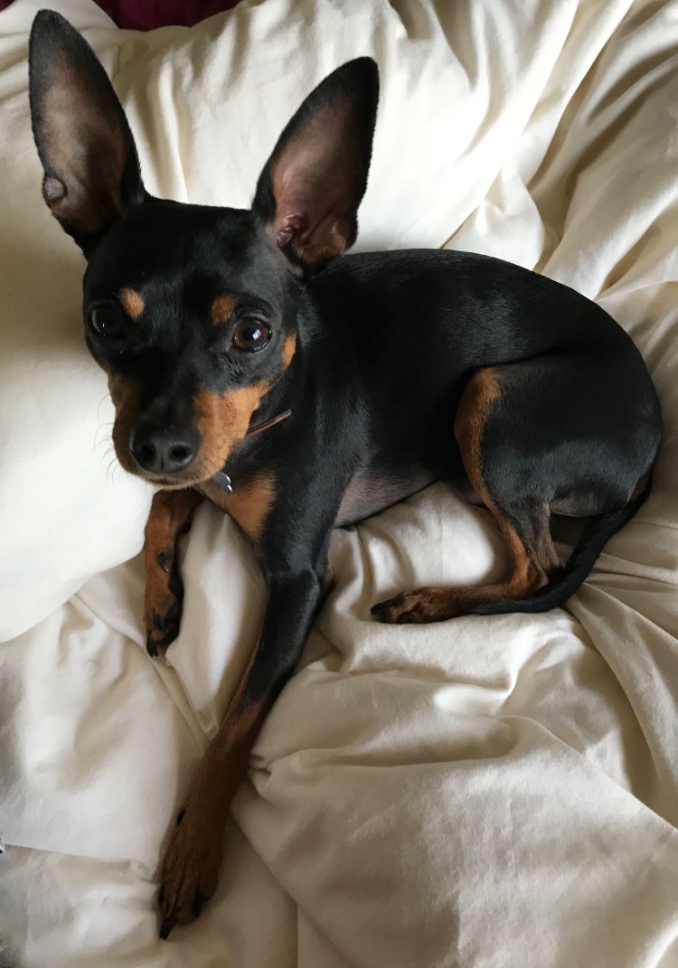 Королевский Цвергпинчер