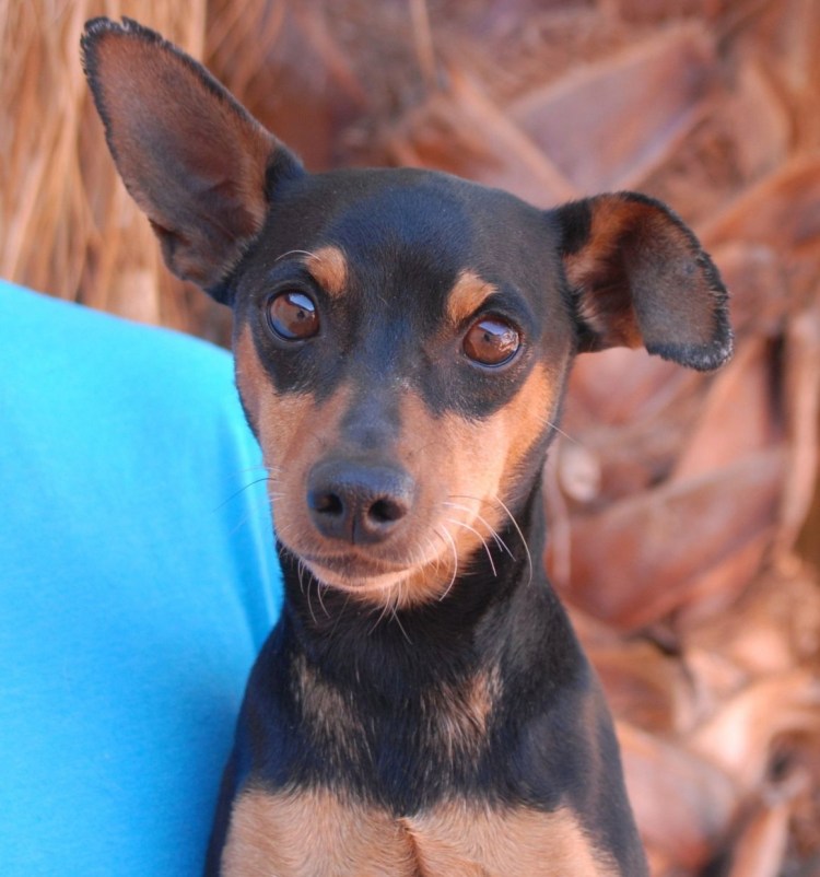 Королевский карликовый пинчер