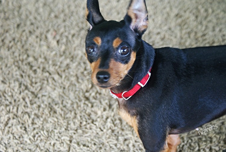 Доберман-пинчер карликовый