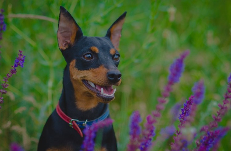 Карликовый пинчер белый