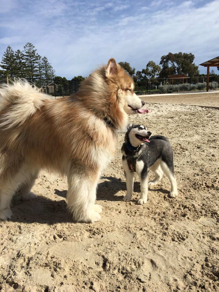 Метис самоеда