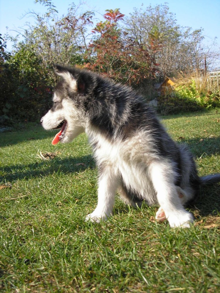 Метис хаски и самоеда