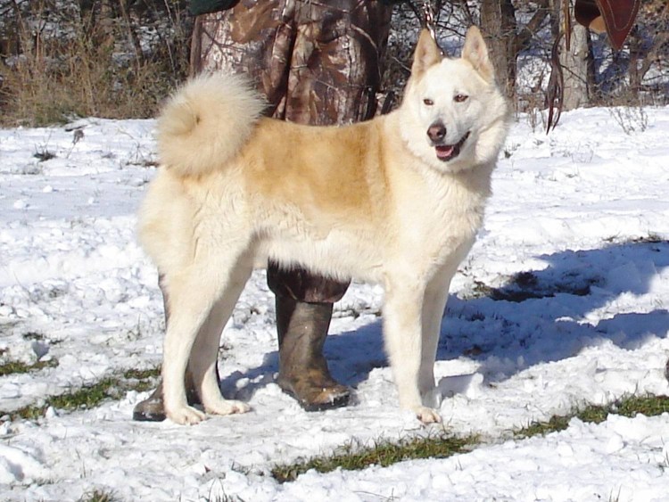 Японский шпиц и самоед