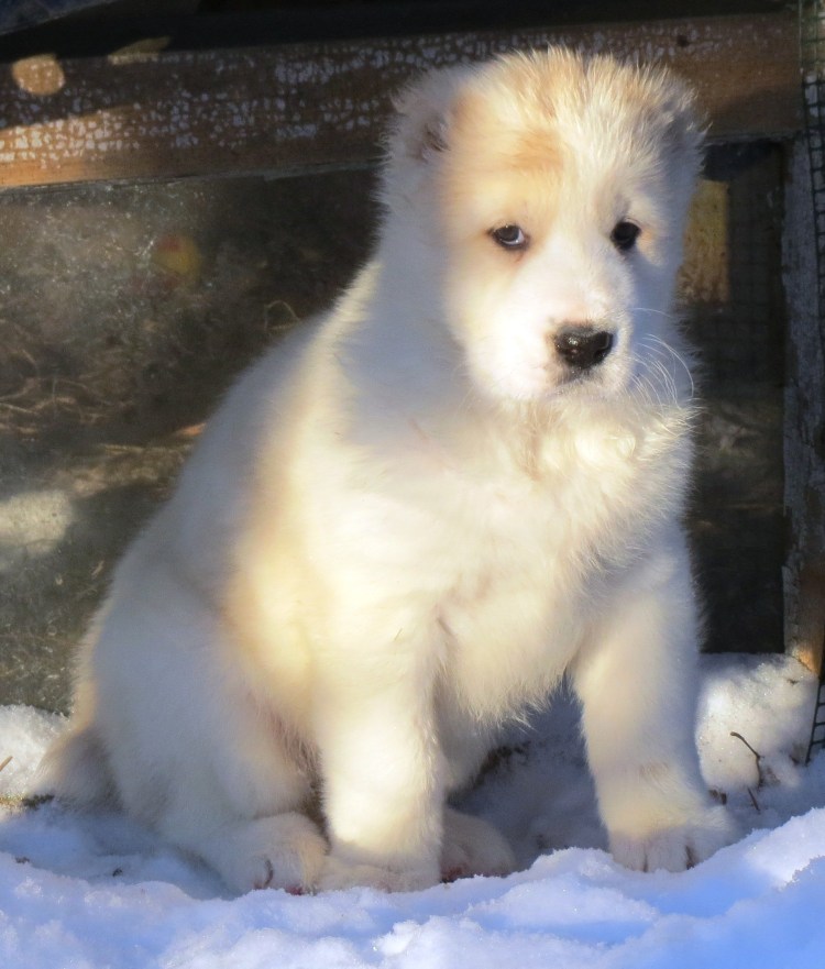 Метис самоеда и шпица