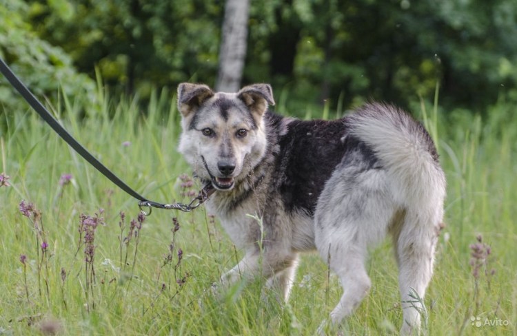 Смесь самоеда и хаски