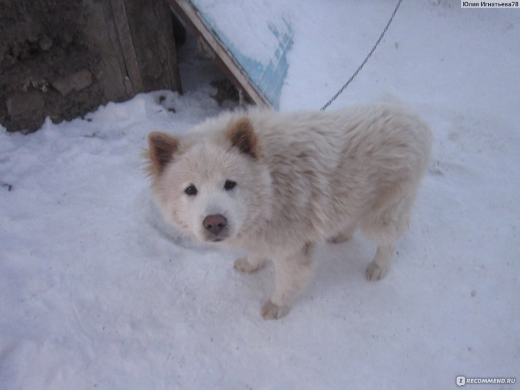 Арктическая лайка