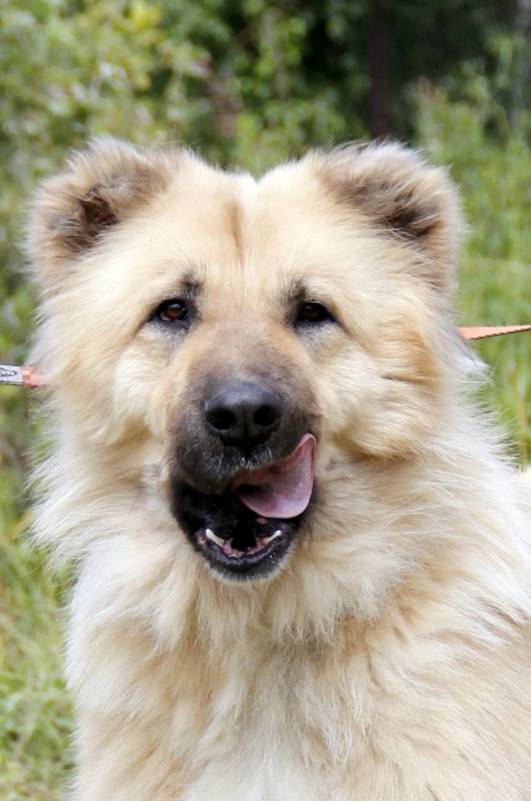 Метис самоеда и лабрадора