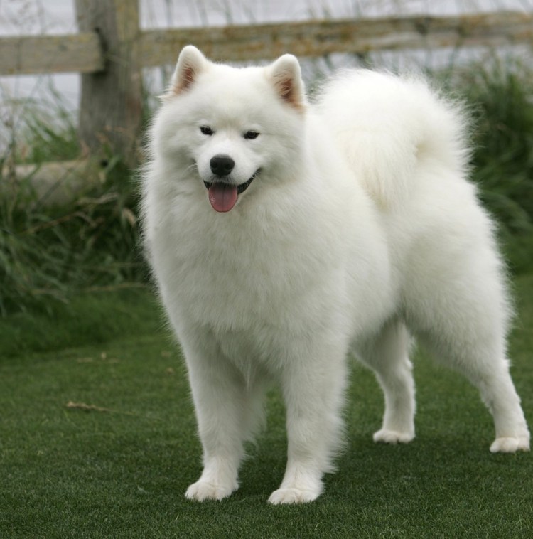 Кавказская овчарка Чирчик