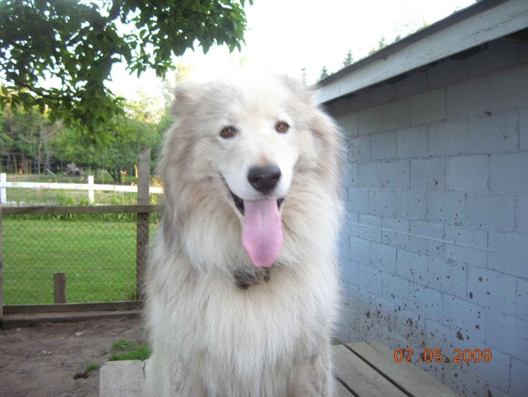 Метис самоеда