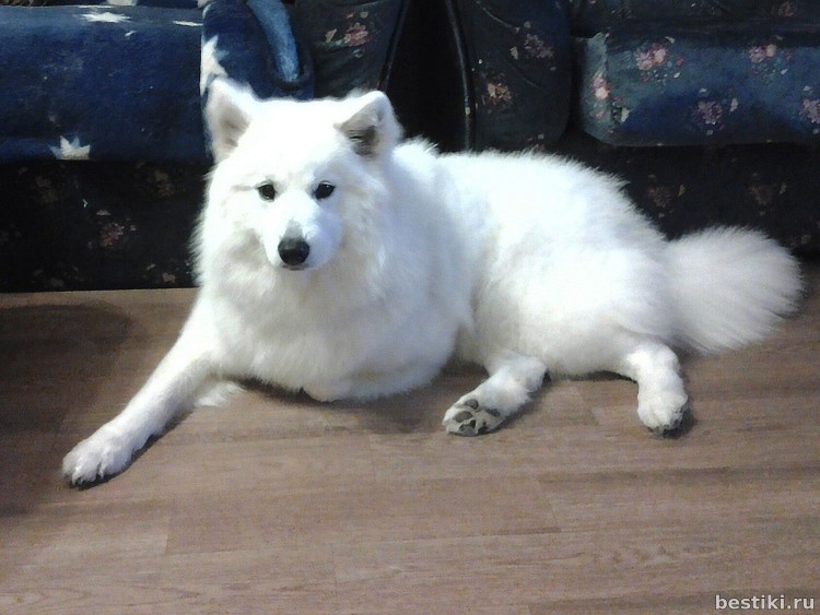 Евразиер щенки