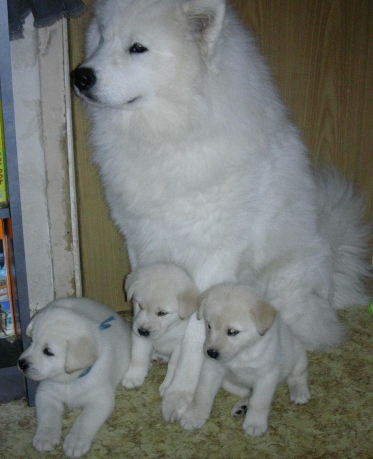 Помесь хаски и самоеда