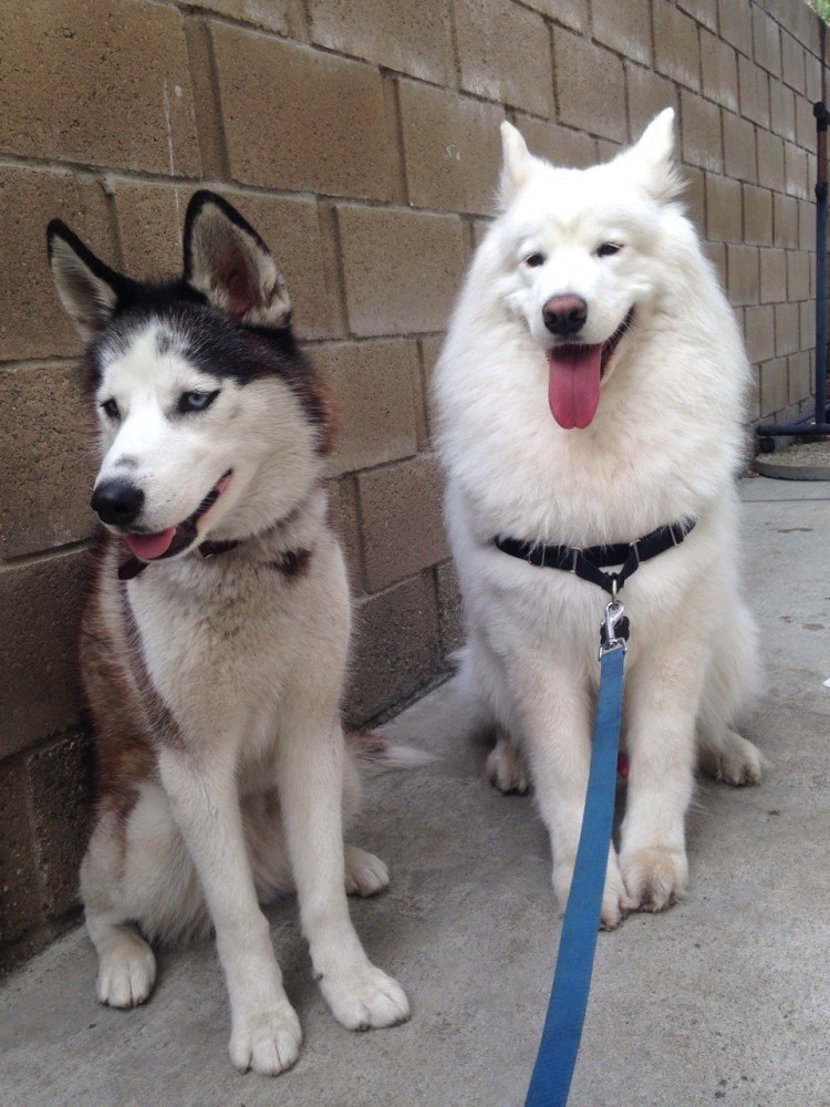 Метис хаски и самоеда