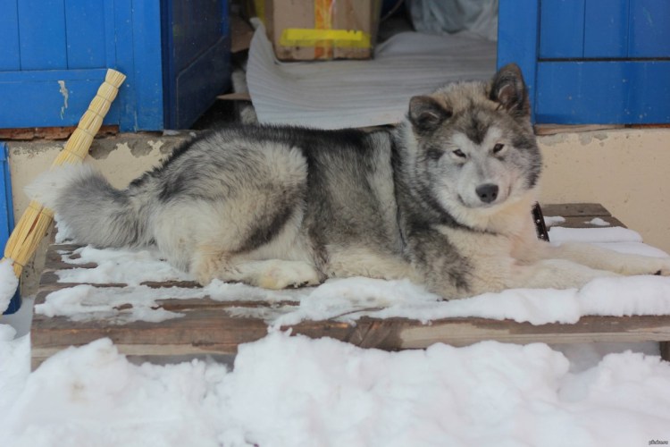 Самоед девочка фото