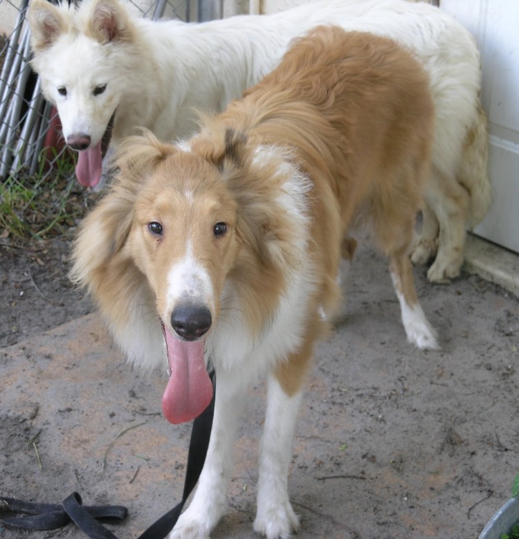 Метис хаски и самоеда