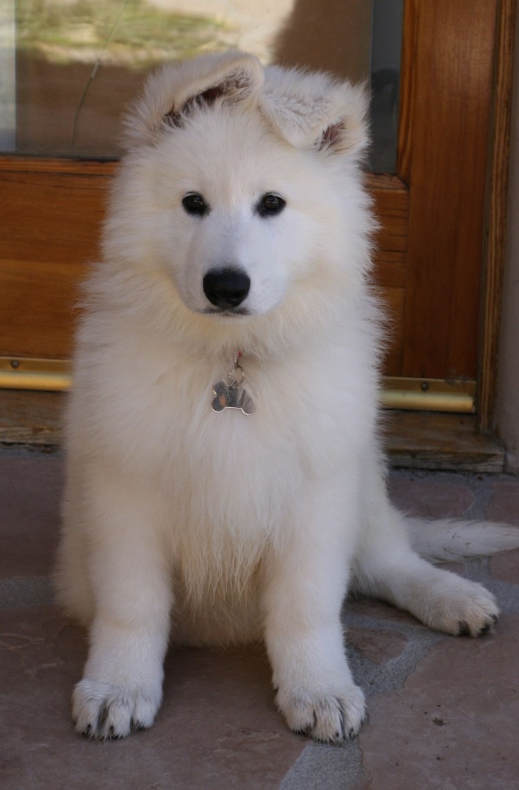 Маламут и хаски смесь