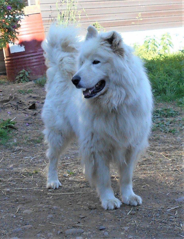 Швейцарская овчарка и самоед