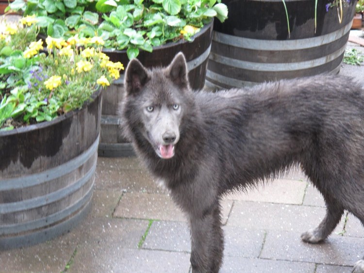 Самоедская лайка помесь с дворнягой