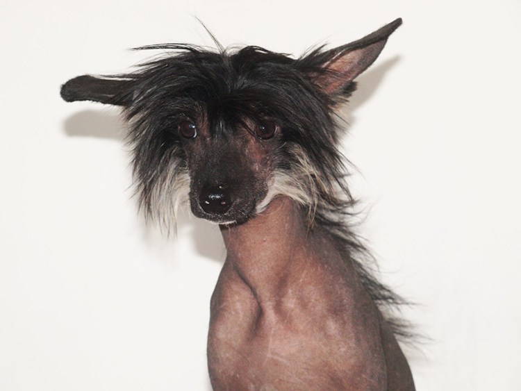 Бритая собака